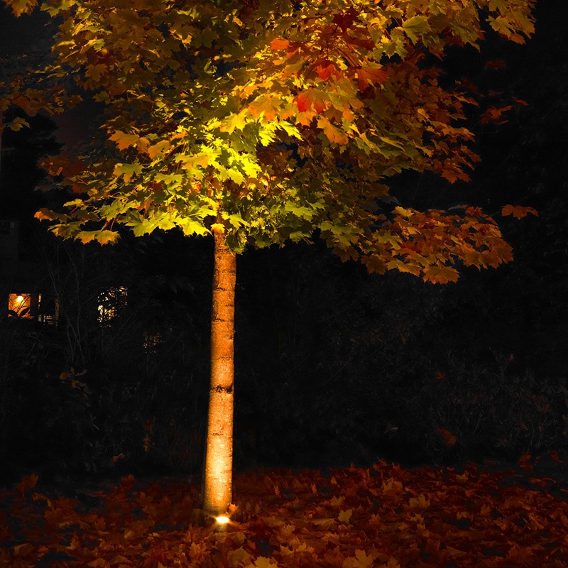 Tree with copper leaves lit from below